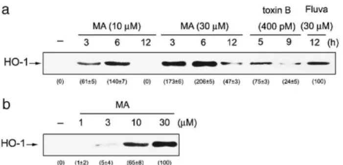 Fig. 3. Manumycin A and toxin B mimic statins’ effect on HO-1 induction.