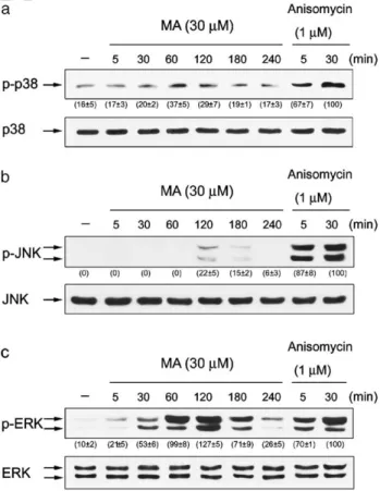 Fig. 5. Manumycin A activates p38 MAPK, JNK and ERK. Cell lysates prepared from cells following manumycin A (30 AM) or anisomycin (1 AM) stimulation for different periods were immunoblotted with antibody specific for total or phosphorylated p38, JNK and ER