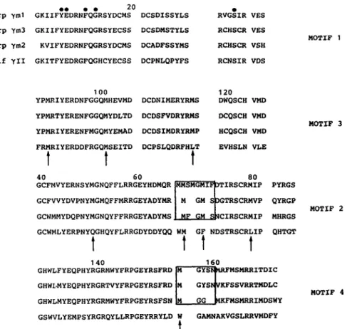 Fig. 2. Comparison  of deduced  amino acid sequences  of ~,ml, 7m2 and  ym3 with calf y-ll protein  sequence