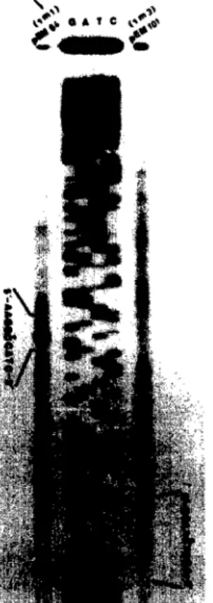 Fig. 3. The determination  o f  the  transcription start sites of yml  and  ym3 by primer  extension test