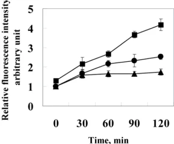 Fig. 2 Induction of ROS by 24p3 protein treatment. L929  cells were treated with 1.0 mM (●) , 10 μM (■)24p3  protein or without 24p3 protein (▲) for various time  intervals, followed by incubation with 20 μM DCFH-DA  for 15 min