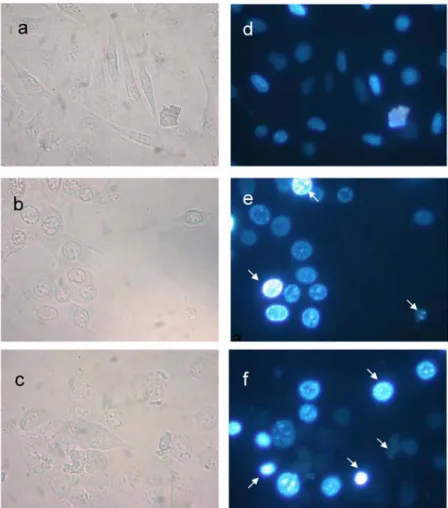 Fig. 5 The nuclear morphological changes of  24p3 treated L929 cell. The assessment of  nuclear damage in L929 cell using nuclear  stain DAPI