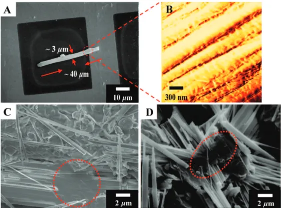 Figure 6. Micrographs of rod-bundles. (A) A rod-bundle on the TEM copper-grid showing the bundle dimension at 40 µm in length and 3 µm in width; (B) AFM (phase image) of the rod-bundle; (C and D) SEM images of mixed single-rods and rod-bundles.