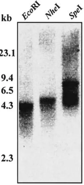 Fig. 3. Genomic DNA Southern blot analysis of etiolated rice seed- seed-lings DNA using probes specific to the Osβfruct3