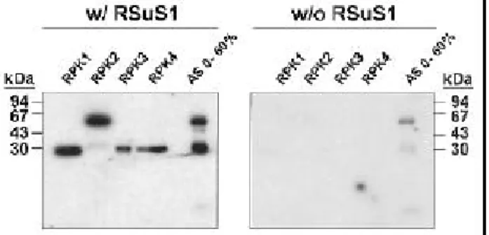 Figure 3. In-gel kinase assay of the partially purified RPKs.