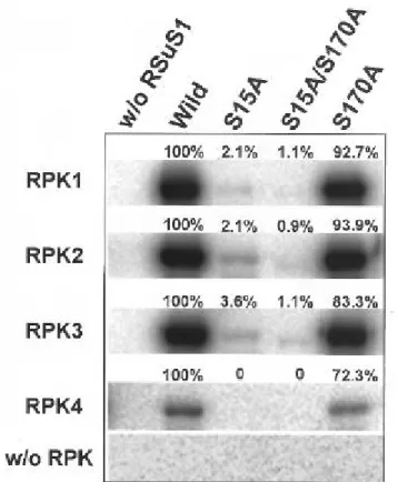 Figure 6.  Phosphoamino acid analysis of the recombinant RSuS1 phosphorylated in vitro by RPKs