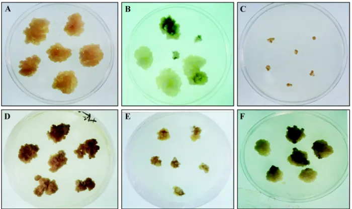 Figure 1.  The changes of sweet potato tuberous calli cells with different treatment. Calli of sweet potato were induced from sweet potato tuber root and cultured on MS medium under illumination, dark and osmotic stress treatment