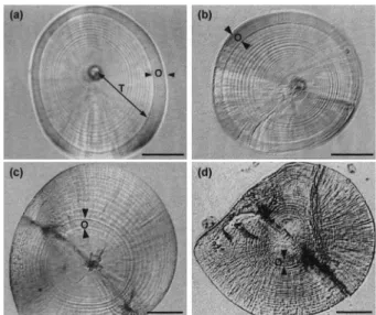 Fig. 1.  Daily growth increments in otoliths of Pacific tarpon, Megalops cyprinoides. (a): Otolith showing translucent (T) and opaque (O) zones from a 1st metamorphic stage wild-caught tarpon; (b)-(d): image-enhanced otoliths showing daily growth increment