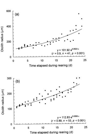 Fig. 3.  Relationship between total length and age in days of tarpon at estuarine arrival.