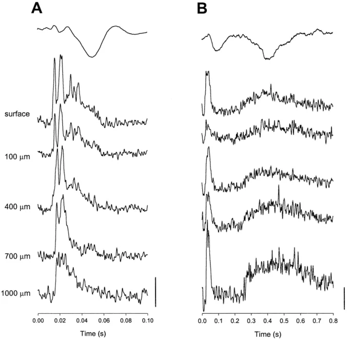 Fig. 10. Responses of intracortical multiunit recording at different depths following mechanical A and laser heat B stimulation at the middle tail.
