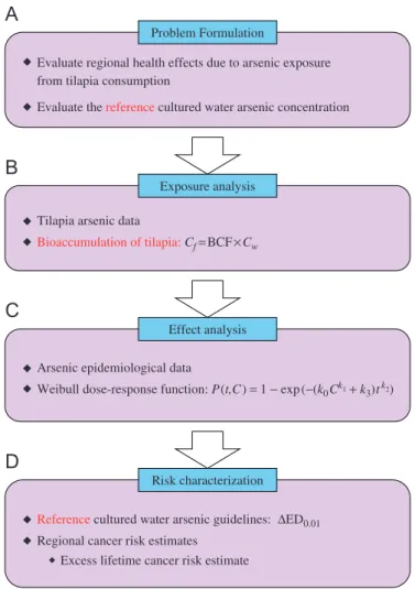 Fig. 1. Schematic diagram showing the proposed risk analysis approach for estimating the reference cultured water arsenic guidelines and excess lifetime cancer risk estimates
