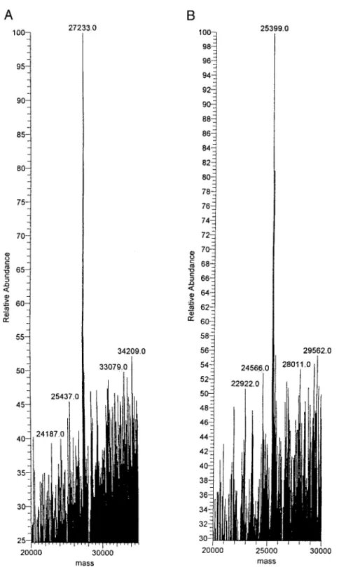 FIG. 3. The mass spectra of recombinant Tm-5 proteases as determined by electrospray ionization mass spectrometry