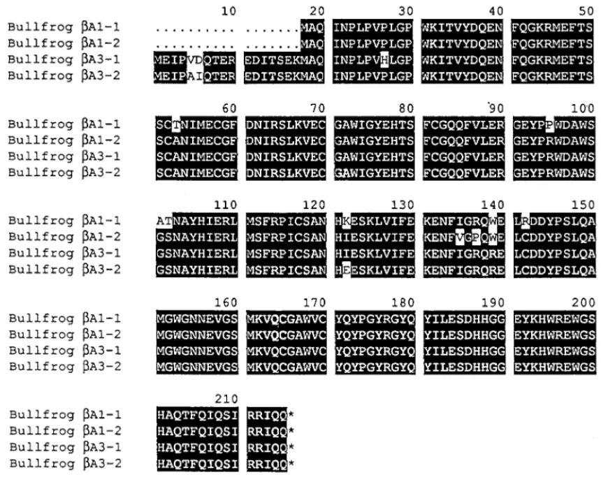 FIG. 3. Multiple sequence alignment and sequence comparison among bullfrog b A1/A3-crystallins (A) and homologous b A3/A1-crystallins and bullfrog g M1-1 crystallin [29] (B)
