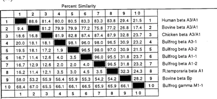 FIG. 4. (A) Pair-wise comparison of the percentage similarity and divergence for amino-acid sequences using the multiple-sequence alignment program LaserGene by DNASTAR Inc