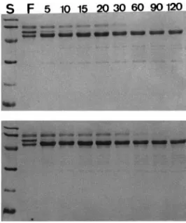 FIG. 1. Time-course study of fibrinogenolytic activity of purified proteases (Tm-VIG and Tm-IIG) on SDS–PAGE