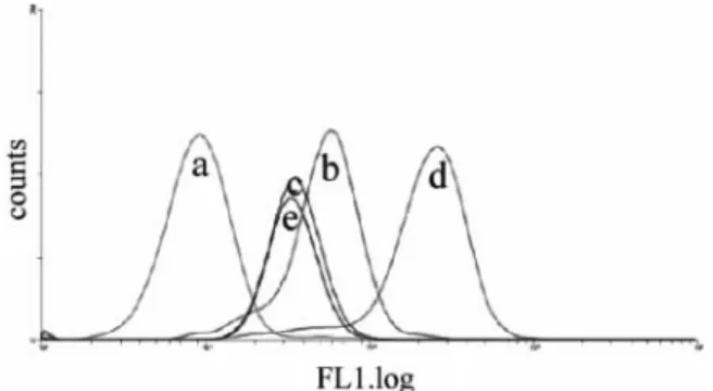 Figure 6 Effect of bafilomycin A1 and nocodazole on endocytotic transport in L929 cells