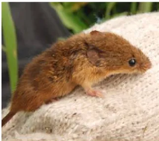Fig. 1. The harvest mouse (Micromys minutus) is the smallest  rodent in Taiwan, as well as many parts of the world