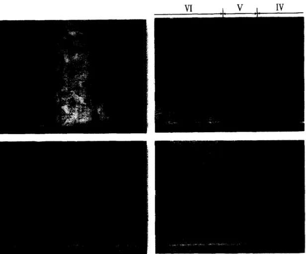 Fig.  5.  The  detailed  SEM  cross-section  microstructures:  (a)  the  entire  joint  interface,  (b)  the  x2-layer  (Zone  V)  and  its  two  sides,  (c)  the  netted  precipitation  zone  (Zone  VI)  and  (d)  the  uniform  but  discon-  tinuous  prec