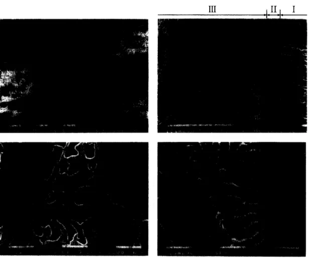 Fig.  7.  The  detailed  SEM  cross-section  microstructures:  (a)  the  entire  joint  interface,  (b)  the  near-base  metal  side  (Zone  I  and  II)
