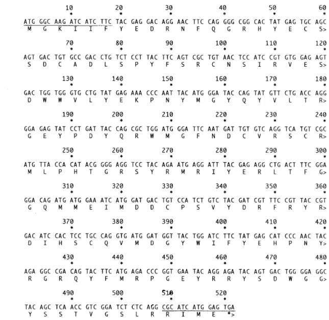 FIG. 1. Nucleotide and deduced protein sequences of shark g S-1 (A) and shark g S-2 (B) crystallins