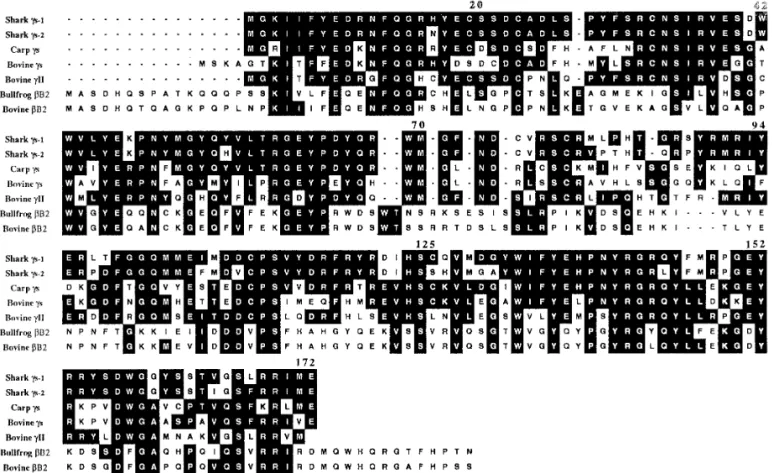 FIG. 2. Multiple sequence alignment and comparison of seven crystallin sequences from species of different classes