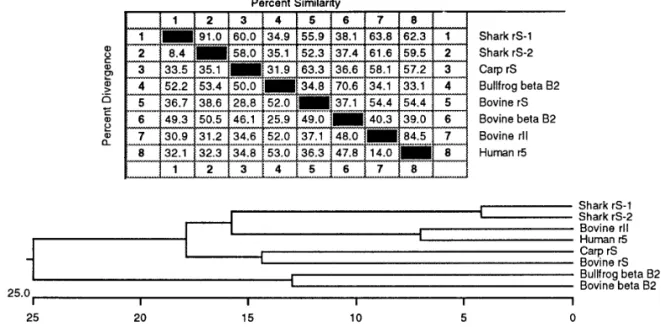 FIG. 4. Pair-wise comparison of protein sequence similarity and divergence (Top) and construction of phylogenetic tree (Bottom) of eight crystallin sequences from various species of three major classes of vertebrates