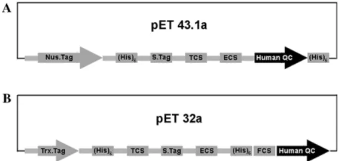 Fig. 1. Strategies to acquire the soluble human QC. (A) Schematic rep- rep-resentation of the Nus protein-fusion expression construct of human QC, based on the pET 43.1a vector (Novagen, Madison, WI)