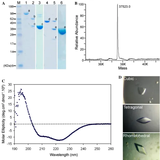 Fig. 2. Puri Wcation, characterization, and crystallization of recombinant human QC. (A) SDS–PAGE analysis of the recombinant human QCs