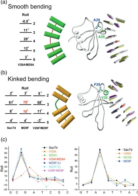 Figure 2. Two modes of DNA bending. (a) The structure of V26A/M29A–DNA complex (right) and schematic diagram (left) stress gradual curvature by smooth bending