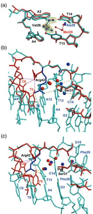 Figure 3. Variations in Sac7d-DNA interactions. (a) The local structures of the M29A– (cyan) and wt-Sac7d– (red) in complex with GTAATTAC are  super-imposed at the intercalation site