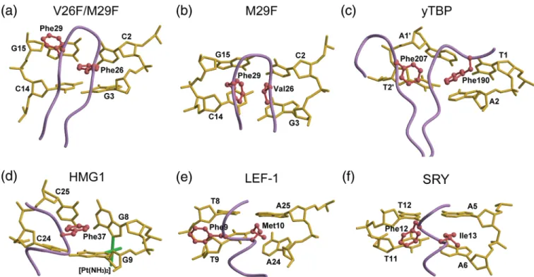 Figure 4. Local structures of the minor groove-binding proteins. (a) Sac7d V26F/M29F, (b) Sac7d M29F, (c) yTBP, (d) HMG1, (e) LEF-1 and (f) SRY in complex with DNA are displayed near the intercalation sites