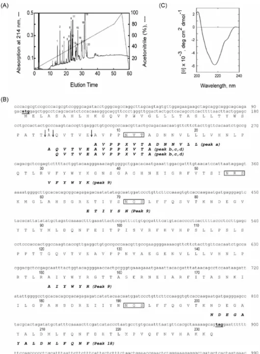 FIG. 2. Identification of the 36-kDa gly- gly-coprotein derived from Ceacam10 and its circular dichroism