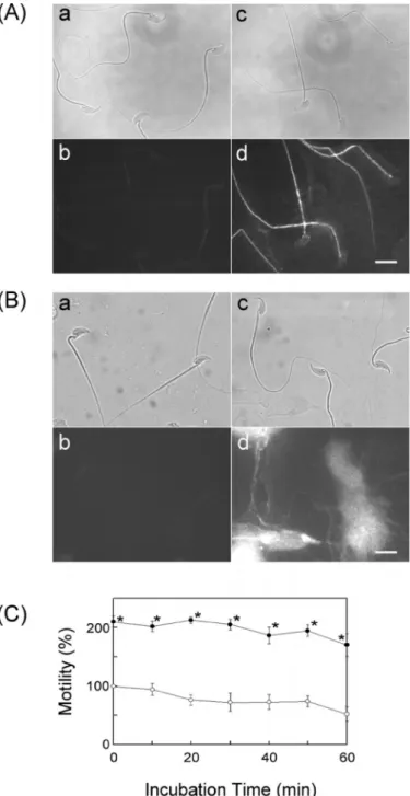 FIG. 7. Analysis of sperm motility under the influence of CEACAM10.