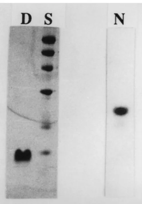 Fig. 1 shows a typical example of discontinuous polyacrylamide gel electrophoresis under native (DISC-PAGE) or dissociating conditions for the comparison of electrophoretic patterns in the analysis of one enzyme isolated from the crude venom of Taiwan cobr