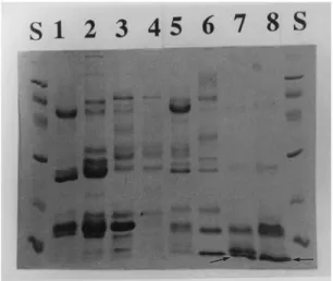 Fig. 2. Gel electrophoresis of the crude venoms of various snake species under denaturing conditions (SDS-PAGE, 5% stacking/