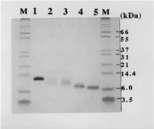 Fig. 3. Gel electrophoresis of purified toxin fractions from Taiwan cobra under denaturing conditions (Tricine/SDS-PAGE, 10%