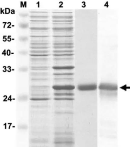 TABLE 1. Analysis of WBPs by LC-MS/MS and MASCOT program WBP Similar protein (protein name/