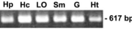 FIG. 3. Primary structure of PmRab7 and sequence comparison. (A) Primary structure of PmRab7 cDNA and deduced amino acid sequence.