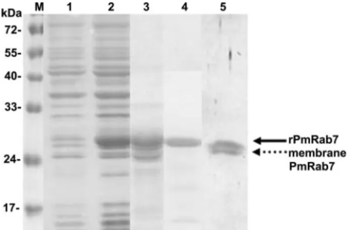 FIG. 7. Protein profile of rPmRab7 production. Lane 1, nonin- nonin-duced bacterial cell lysate; lane 2, innonin-duced bacterial cell lysate; lane 3, affinity-purified rPmRab7; lane 4, rPmRab7 probed with anti-Rab7 antibody (rPmRab7 is shown by the solid a