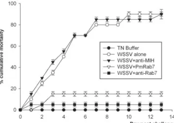 FIG. 9. Neutralization of WSSV with anti-Rab7 antibody and PmRab7. On day 0, shrimp were injected as follows: group 1, WSSV (10 3 copies/shrimp); group 2, TN buffer; group 3, WSSV plus PmRab7 (10 ␮g/shrimp); group 4, WSSV plus anti-Rab7 antibody; group 5, 