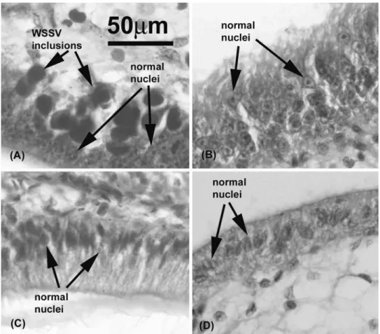FIG. 10. Histological examination (magnification, ⫻400) of experimental shrimp on day 4 postchallenge