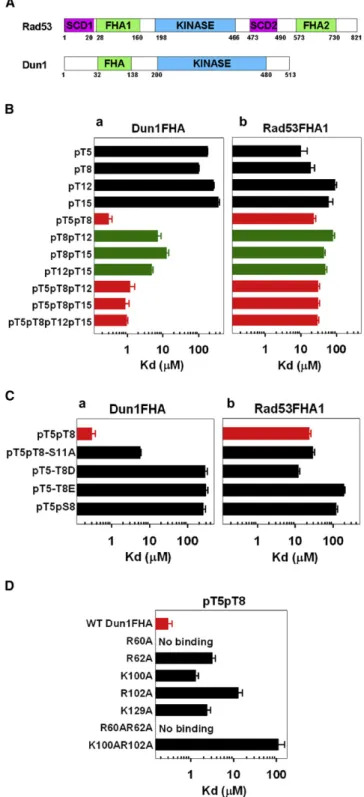 Figure 1. Biochemical Evidence for SCD1 Double-Phosphorylation Requirement of the Dun1-FHA