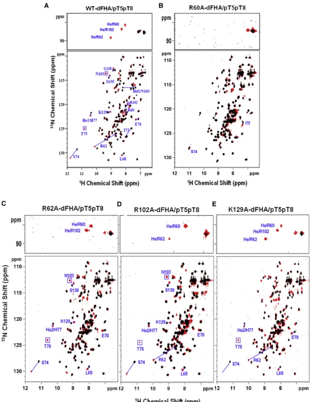 Figure 3. Chemical Shift Changes of WT and Some Mutants of Dun1-FHA upon Binding to the pT5pT8 Peptide Monitored by 2D 1 H- 15 N HSQC