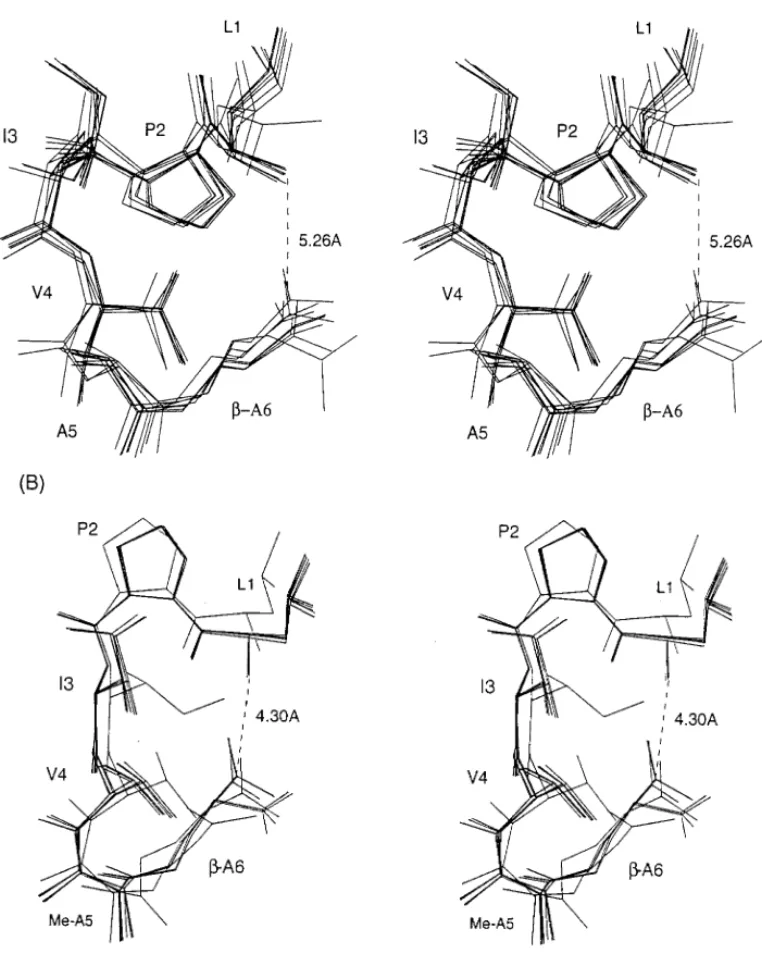 FIG. 3. Superposition of ten energy-minimized structures for the major (trans) forms of (A) peptide I and (B) peptide II