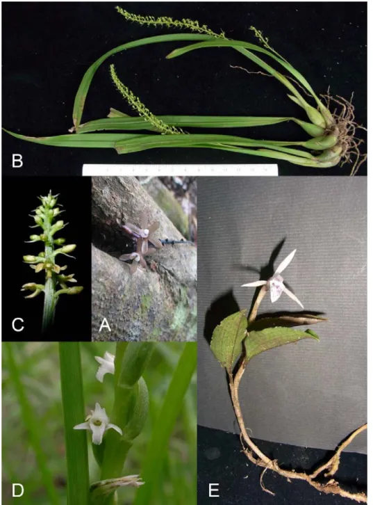 Fig. 1. Image of the new orchids. A: Lecanorchis latens T.P. Lin &amp; W.M. Lin  (courtesy of Mr