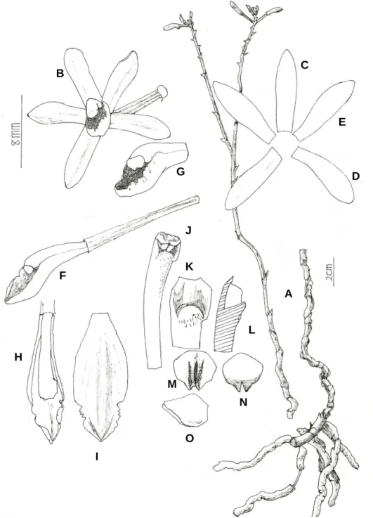 Fig. 2. Lecanorchis latens T.P. Lin &amp; W.M. Lin. A: Plant body and inflorescence. B: Front view of flower