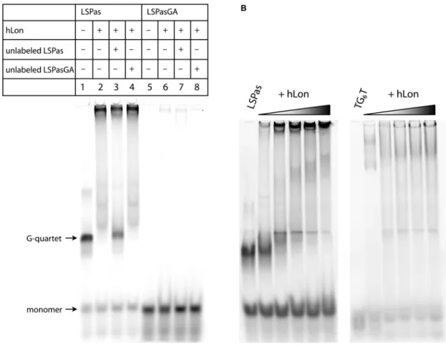 Figure 3. hLon binding to G-quartet DNA. (A) hLon binding to ﬂuorescently labeled LSPas (lanes 1–4) and LSPasGA (lanes 5–8) probes was analyzed by electrophoresis mobility shift assay using 6% polyacrylamide gels