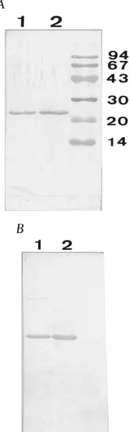 Fig. 3 shows the optimal alignment by introducing a minimum number of gaps along the entire lengths of eight determined sequences encompassing  representa-tive a B-crystallins from species of the major classes in vertebrates by multiple sequence alignment 