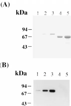 Fig. 3. Specificity of the purified LF antibody. The proteins were 2