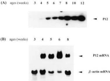 FIG. 4. Synthesis of P12 and its mRNA in mouse seminal vesicle at different ages. A) Western blot analysis for P12 in the tissue protein extract (30 mg); B) Northern blot analysis for P12 mRNA in the total RNA (40 mg), at ages shown